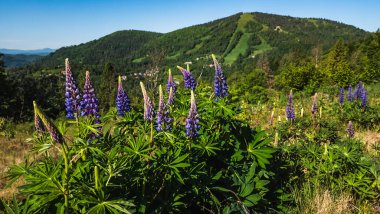 Dağ sıralarında yeşil çayır olan yaz manzarası