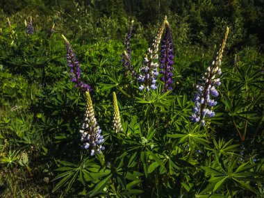 Lupin, çam çamı, çam lupin