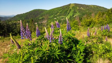 Ormanda güzel çiçekler