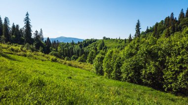 Dağlarda yeşil ağaçlar