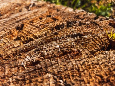 ağaç kütüğünün dokusu