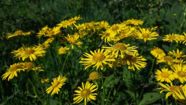 Bahçedeki sarı çiçekler
