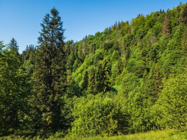 Ağaçlı yeşil orman