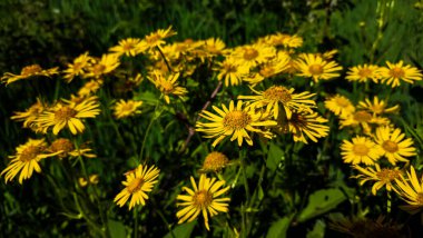 Bahçedeki güzel çiçekler