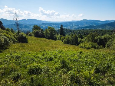 Yazın mavi gökyüzü ile yeşil çayır