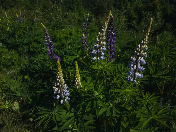 Tarlada lupin çiçekleri
