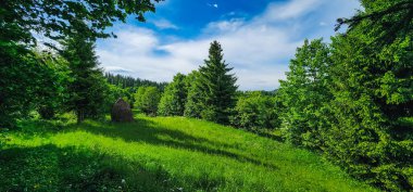 Ormanda yeşil ağaçlar ve çimenler.