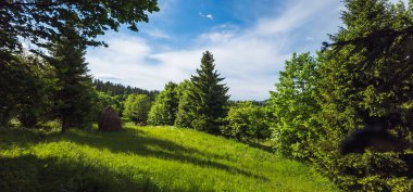 Parkta bir ağacı olan güzel bir manzara.