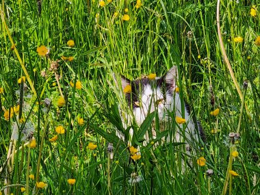 Çimenlikteki kedi. Doğadaki kedi. Kedi. Çimlerdeki kedi.