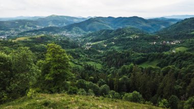 Tepeli yeşil ormanın havadan görünüşü