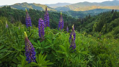 Dağlarda güzel yaz çiçekleri