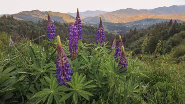 Dağlarda güzel çiçekler