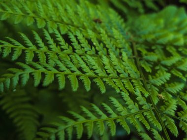 Ormanda eğreltiotu, yakın.