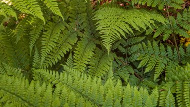 Fern güneş ışığı altında