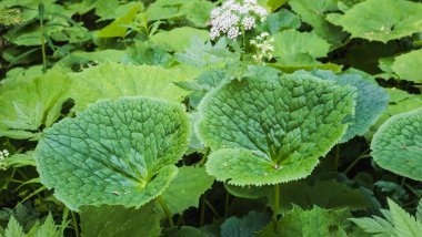 Bahçedeki bir bitkinin yeşil yaprakları