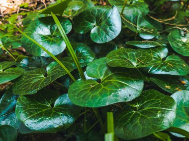 Güzel botanik fotoğrafı, doğal duvar kağıdı.
