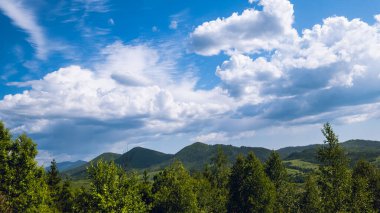Mavi gökyüzü olan yeşil orman