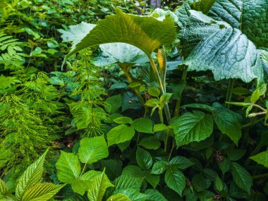 Eğreltiotu yaprakları bahçede