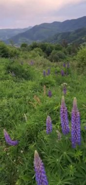 Bahçedeki güzel çiçekler