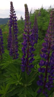 Yazın çayırdaki güzel mor lupinler.