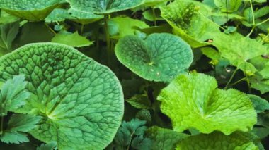 Taze yeşil yaprakları kapatın.