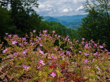 Karpatya dağlarındaki bir yamaçta çiçekler