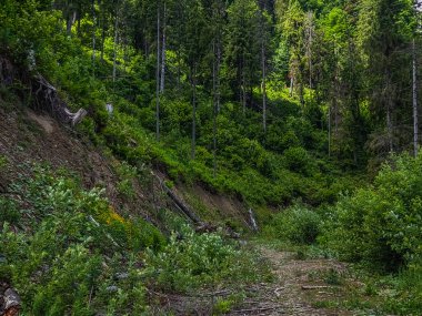 Orman yolu yaz dağlarında yeşil çam ağaçlarının arasında. Karpat Dağları