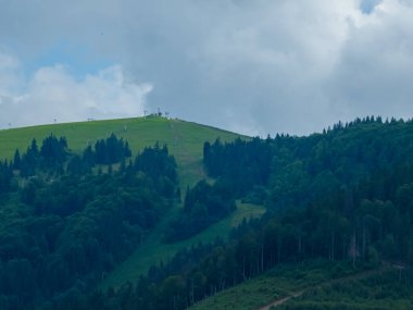 Tepedeki yeşil çayır