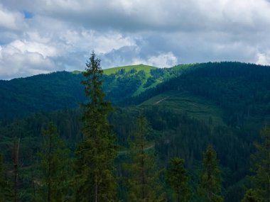 Karpatlar 'da yeşil dağlar ve ağaçlar. Yaz manzarası