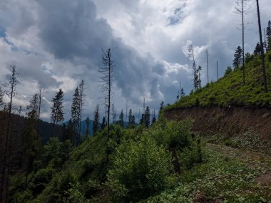 Yeşil ağaçlı güzel bir dağ manzarası.