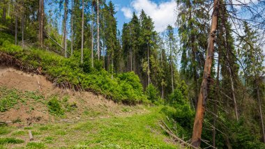 Büyük bir ağaç, yeşil ağaçlar, mavi gökyüzü, beyaz bulutlar, bahar manzarası, güneşli bir gün,