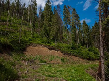 Bir dağ ve ormanı olan güzel bir manzara.