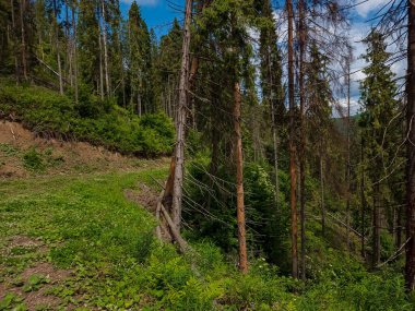 Rusya 'da bir dağ ormanı olan yaz manzarası