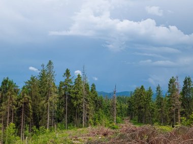 Yazın Karpatlar 'ın dağlarında çam ağaçları ve çam ormanları