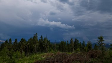 Ormanın üzerinde fırtına bulutları