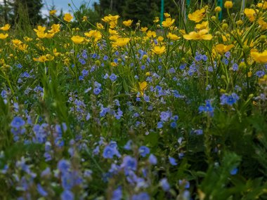 Yazın parktaki bir çayırda mavi ve sarı çiçekler.