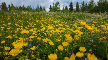 Yazın tarlada sarı çiçek tarlaları