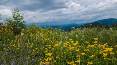 Dağlarda güzel çiçekler