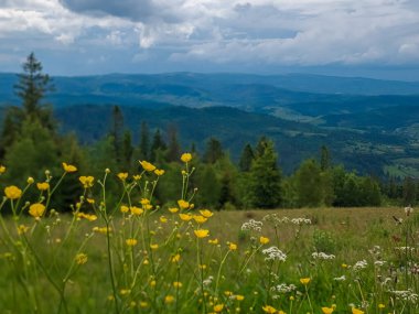 Yazın karpatların güzel manzarası