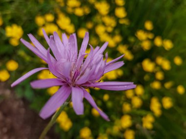 Bahçedeki güzel çiçekler