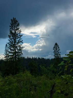 Ormanın güzel manzarası