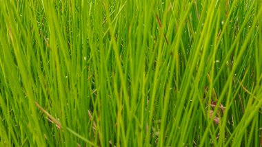 Kırsalda yeşil buğday tarlası