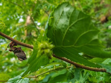 Yeşil bir bitkinin yakın plan çekimi.