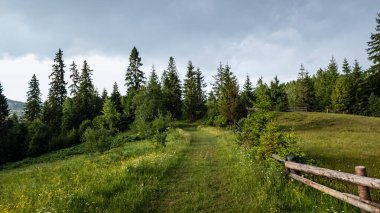 Yeşil bir ormanın ortasında, ormandaki ahşap yolun dikey bir resmi.