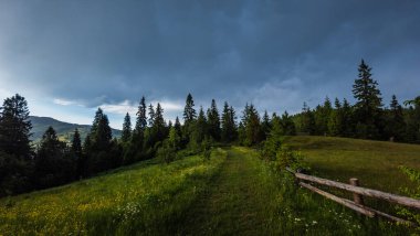 dağ ormanı güzel görünümü