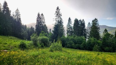 Güneşli bir günde yeşil bir çayır ve bir ormanın güzel bir görüntüsü.