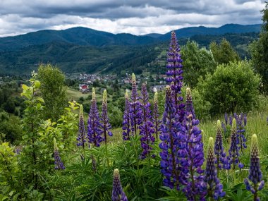 Karpat Dağları 'nın güzel manzarası