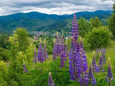 Karpat dağlarında güzel çiçekler, yaz