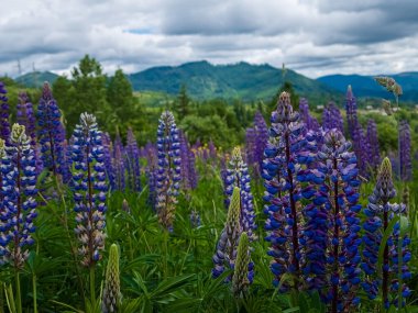 Dağın arka planında çiçek var.