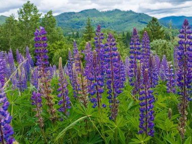 Dağlarda açan lupin çiçekleri